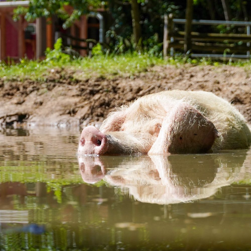 Schwein Hanna liegt in der Suhle. Ihr Rüssel und Kopf schaut noch halb heraus.