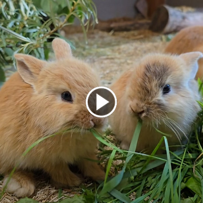 Zwei junge Kaninchen essen Gräser.