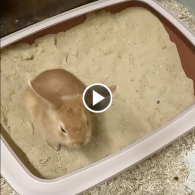 Ein Baby der Fundkaninchen aus Lauenburg buddelt in einer kleinen Sandkiste
