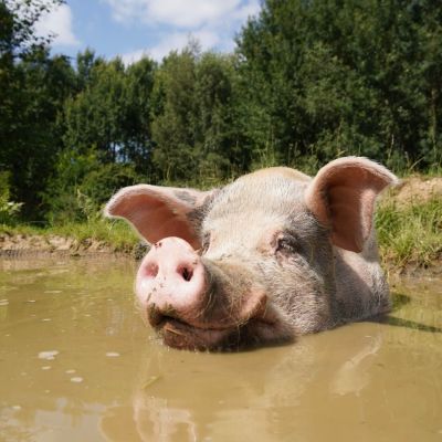 Schwein Knut liegt in der Suhle im Schweineland im Land der Tiere