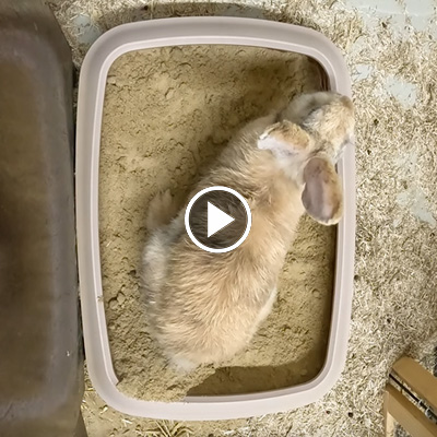 Die "Mama" der Fundkaninchen aus Lauenburg buddelt in einer kleinen Sandkiste