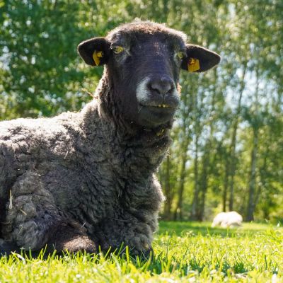 Schaf Marie liegt auf einer grünen Wiese