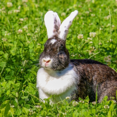 Kaninchen Nia im Gras im Land der Tiere