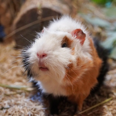 Meerschweinchen Pimentao schaut frontal in die Kamera