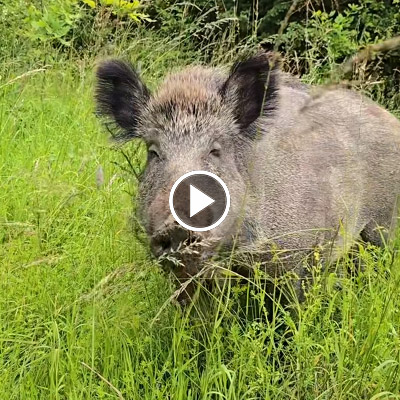 Wildschwein Pippa beim Nestbau