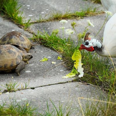 Perlhuhn Jenny "klaut" den Schildkröten ein Salatblatt