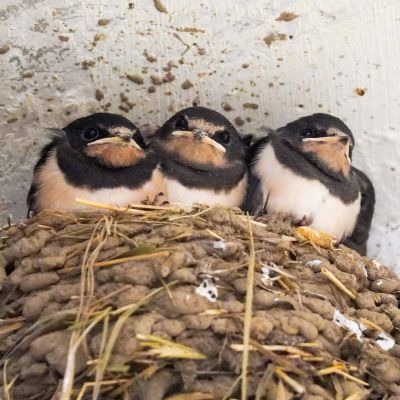Drei Jungschwalben sitzen in ihrem Nest und schauen in Richtung der Kamera.