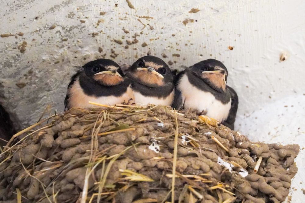 Drei Jungschwalben sitzen in ihrem Nest und schauen in Richtung der Kamera.