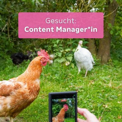 Ein Mensch filmt ein Huhn mit einer Handykamera. Darüber der Text "Gesucht: Content Manager*in"