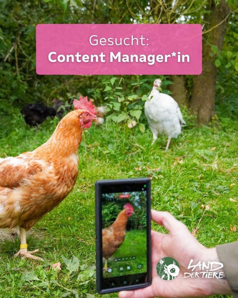Ein Mensch filmt ein Huhn mit einer Handykamera. Darüber der Text "Gesucht: Content Manager*in"