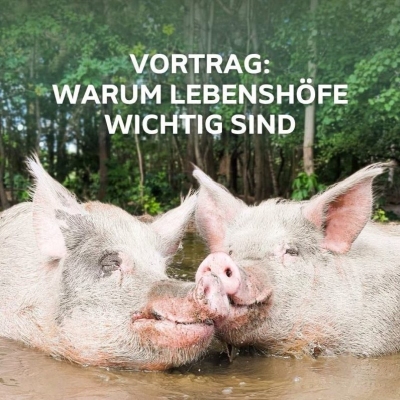 Die Schweine Knut und Helge liegen gemeinsam in der Suhle. Dazu der Text "Vortrag: Warum Lebensjöfe wichtig sind" und "Wann: 4. Juli 2026, 17 Uhr; Wo: Lobby im ahead Hotel, Lenzen"