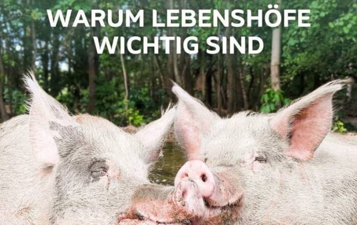 Die Schweine Knut und Helge liegen gemeinsam in der Suhle. Dazu der Text "Vortrag: Warum Lebensjöfe wichtig sind" und "Wann: 4. Juli 2026, 17 Uhr; Wo: Lobby im ahead Hotel, Lenzen"