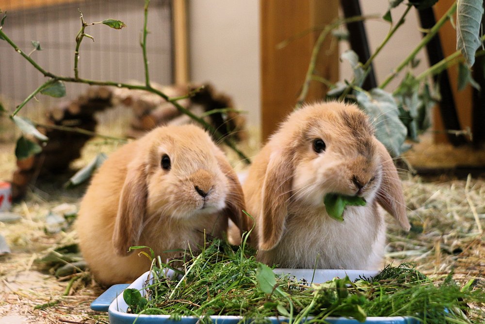 Zwei Kaninchen der Familie der 7 Zwerge essen Kräuter