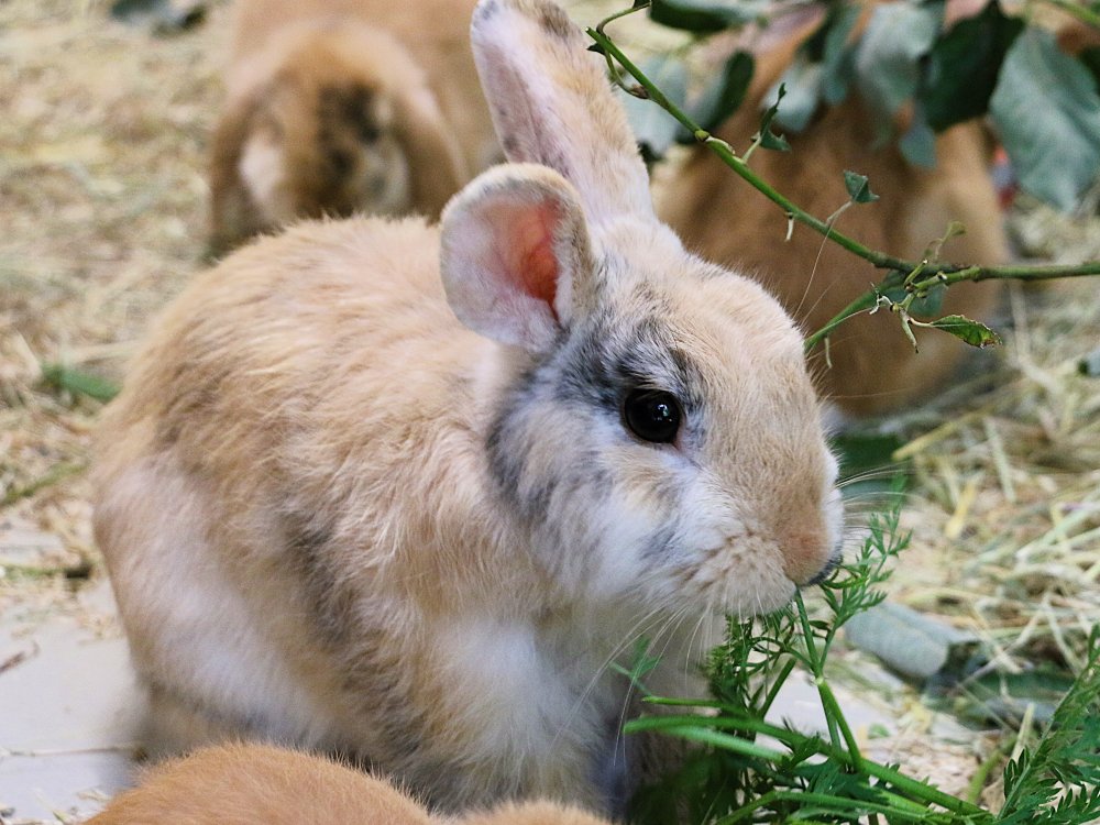 Ein Kaninchen der Familie 7 Zwerge isst Kräuter