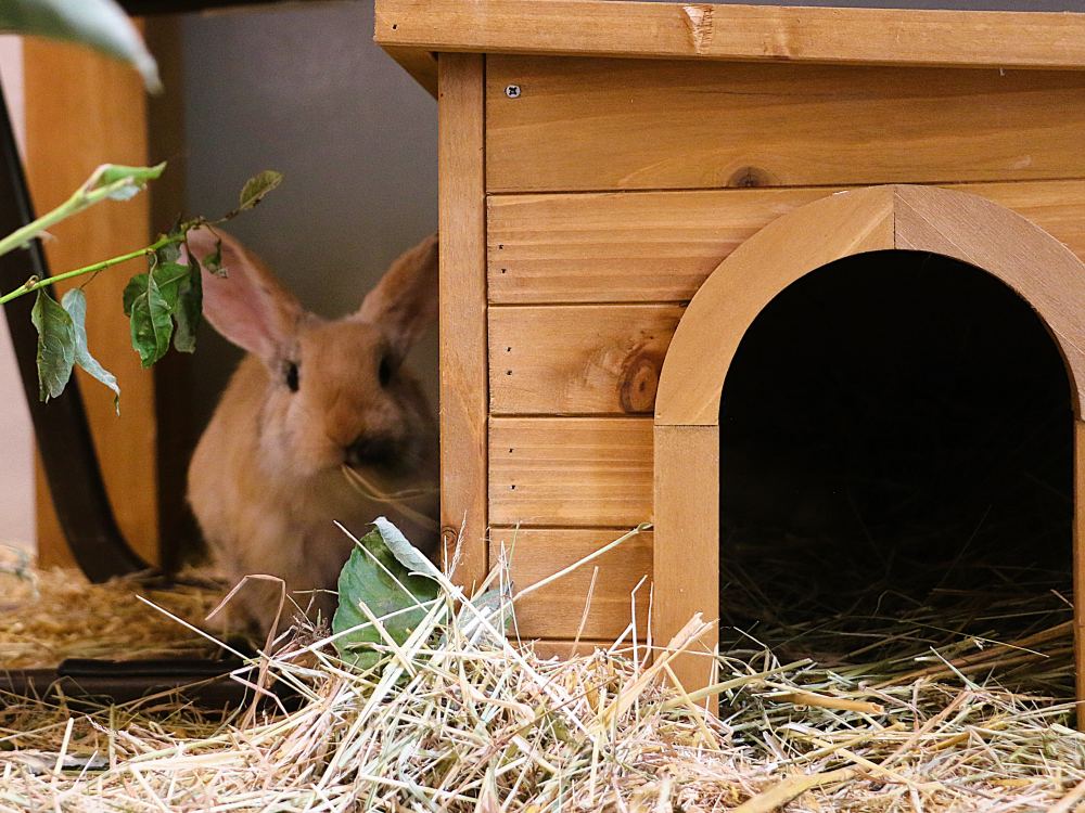Ein Kaninchen der Familie der 7 Zwerge neben einer Holzhütte im Quarantänezimmer