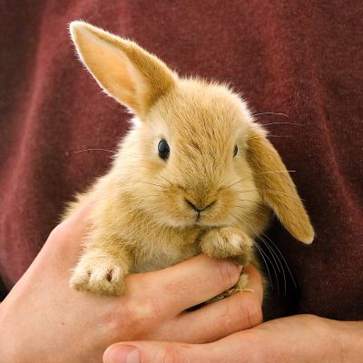 Ein junges Kaninchen der Familie der 7 Zwerge auf einem menschlichen Arm.