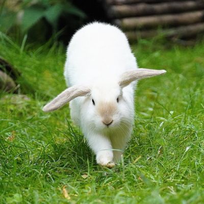Ein junges Kaninchen der Familie der 7 Zwerge läuft über eine Wiese in Richtung der Kamera.