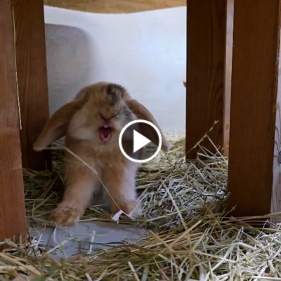 Ein Kaninchen der 7 Zwerge gähnt