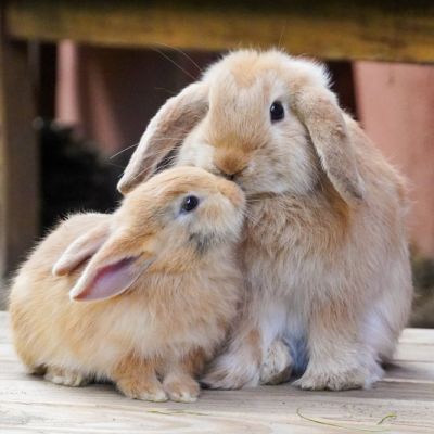 Zwei Kaninchen der 7 Zwerge beieinander