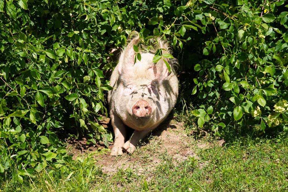 Schwein Hein im Grünen im Land der Tiere.