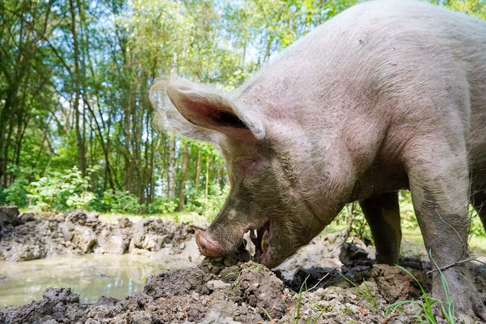Schwein Hein bei der Matschpfütze im Land der Tiere.