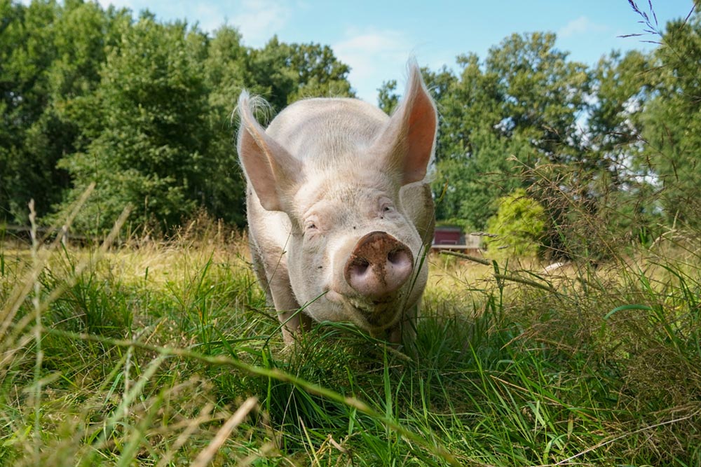 Schwein Pia auf der grünen Wiese im Land der Tiere.