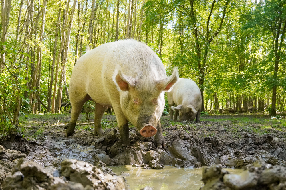 Schwein Pia beim Suhlen im Land der Tiere.