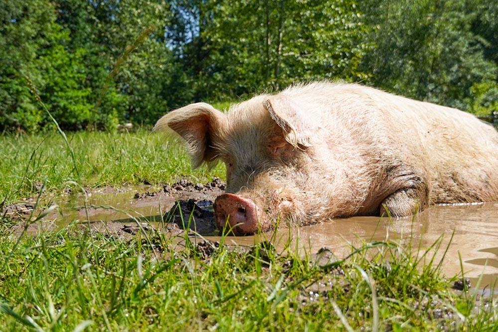 Schwein Willi in einer Matschpfütze im Land der Tiere.