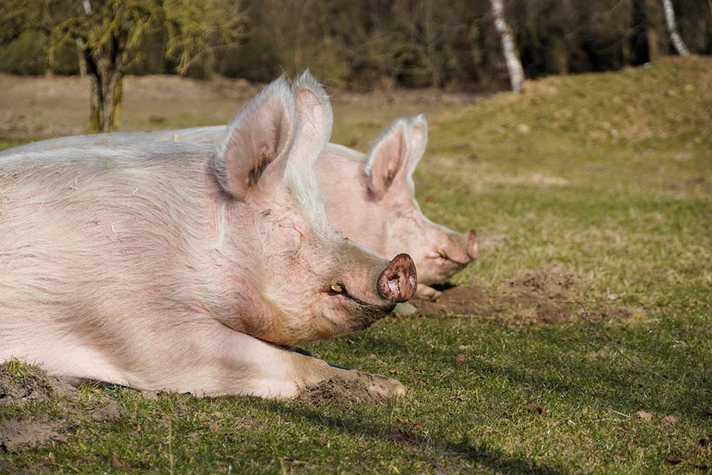 Die Brüder Willi (vorne) und Hein im Land der Tiere.