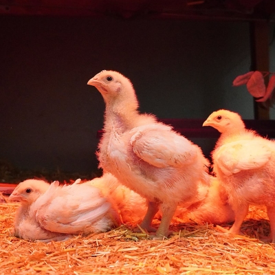 Mehrere Hühnerküken in einem Quarantänezimmer auf Stroh