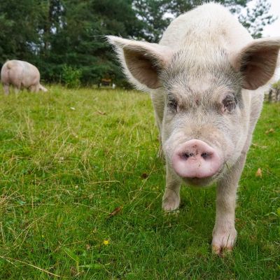 Schwein Felix auf einer Wiese