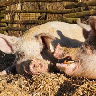 Die Schweine Helge und Knut liegen auf deinem mit Stroh bedeckten Weg.