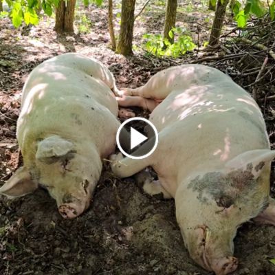 Die Schweine Helge & Knut liegen nebeneinander