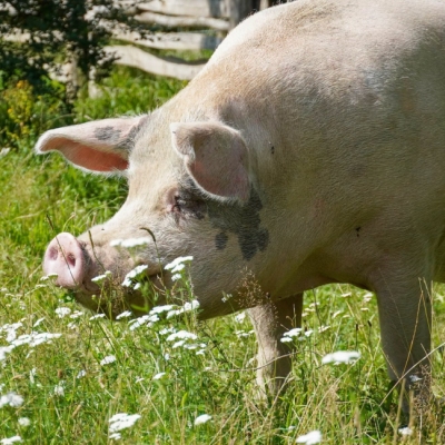 Schwein Knut steht auf einer Wiese mit zahlreichen blühenden Blumen