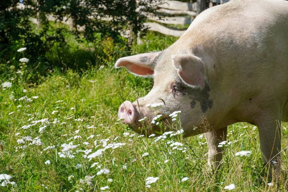 Schwein Knut steht auf einer Wiese mit zahlreichen blühenden Blumen