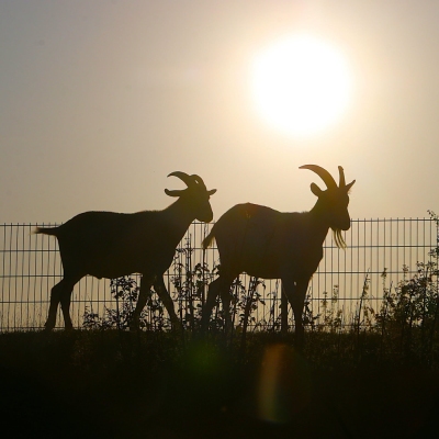 Die Silhouetten der Ziegen Oscar und Anton vor der aufgehenden Sonne