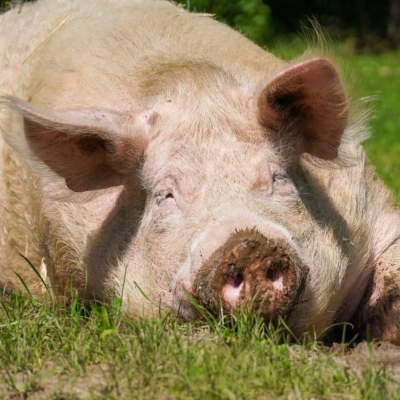 Schwein Rosalie liegt in einer Matschpfütze im Gras