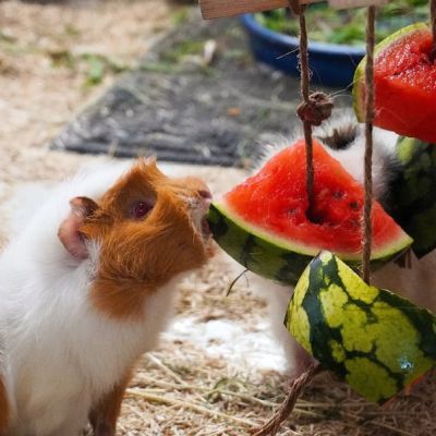 Zwei Meerschweinchen knabbern an an Seilen aufgehängten Wassermelonenstücken.