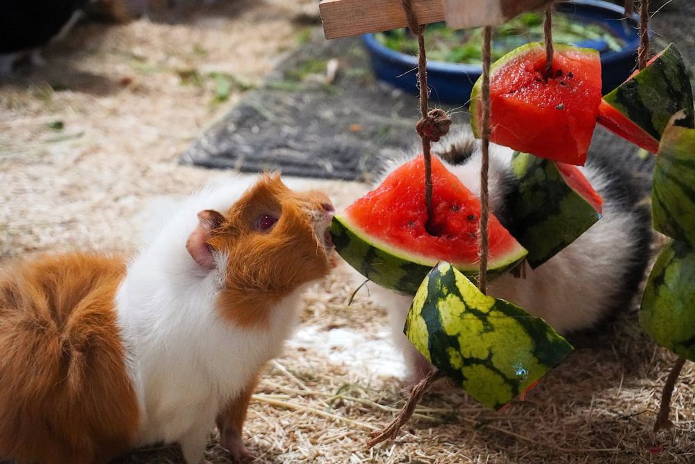 Zwei Meerschweinchen knabbern an an Seilen aufgehängten Wassermelonenstücken.
