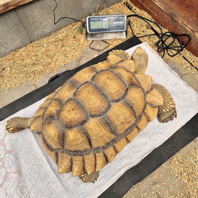 Spornschildkröte Sahel auf einer großen Waage