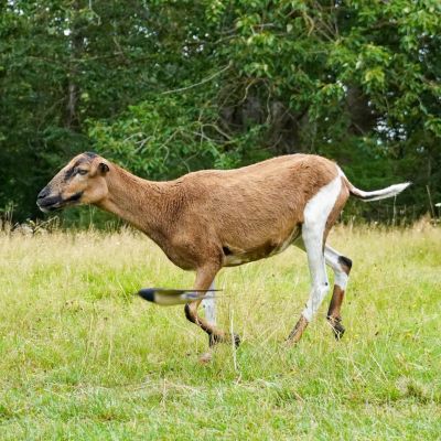 Schaf Shiva läuft über eine Wiese. Im Vordergrund fliegt eine Schwalbe.