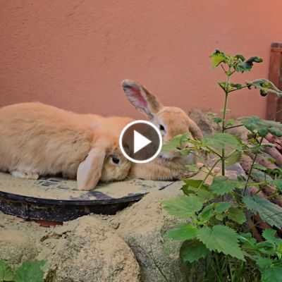 Zwei Kaninchen kuscheln nebeneinander