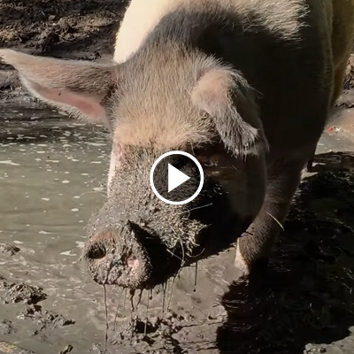 Die Schweine Helge & Knut in einer Suhle
