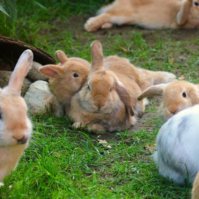 Eine Familie von zahlreichen Kaninchen auf einer Wiese.