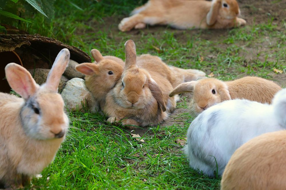 Eine Familie von zahlreichen Kaninchen auf einer Wiese.