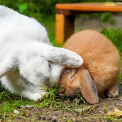 Ein Kaninchen putzt ein anderes Kaninchen im Gesicht.