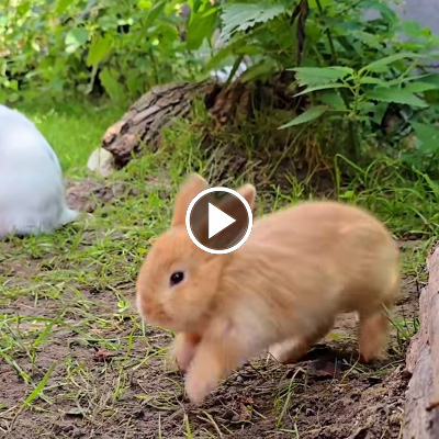 Ein Kaninchen der 7 Zwerge hüpft