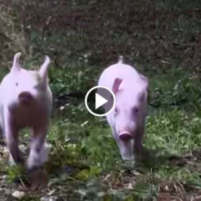Die Schweine Anni & Rosalie laufen über eine Wiese