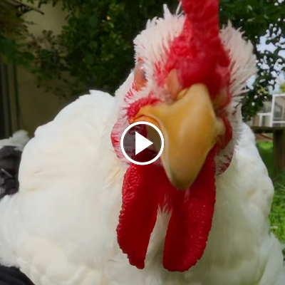 Ein Huhn im Close-Up