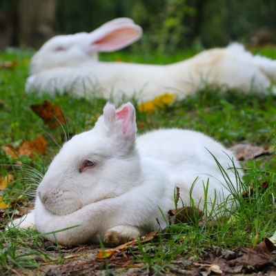 Die Kaninchen Einstein & Friends liegen auf einer Wiese